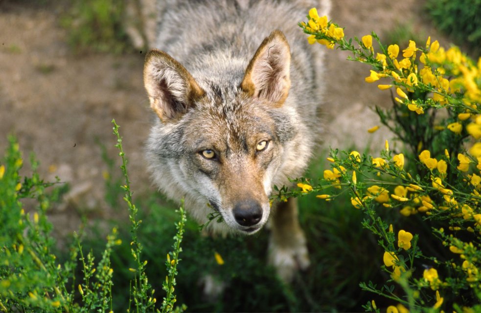 Loups de Chabrières - ©O.Maury