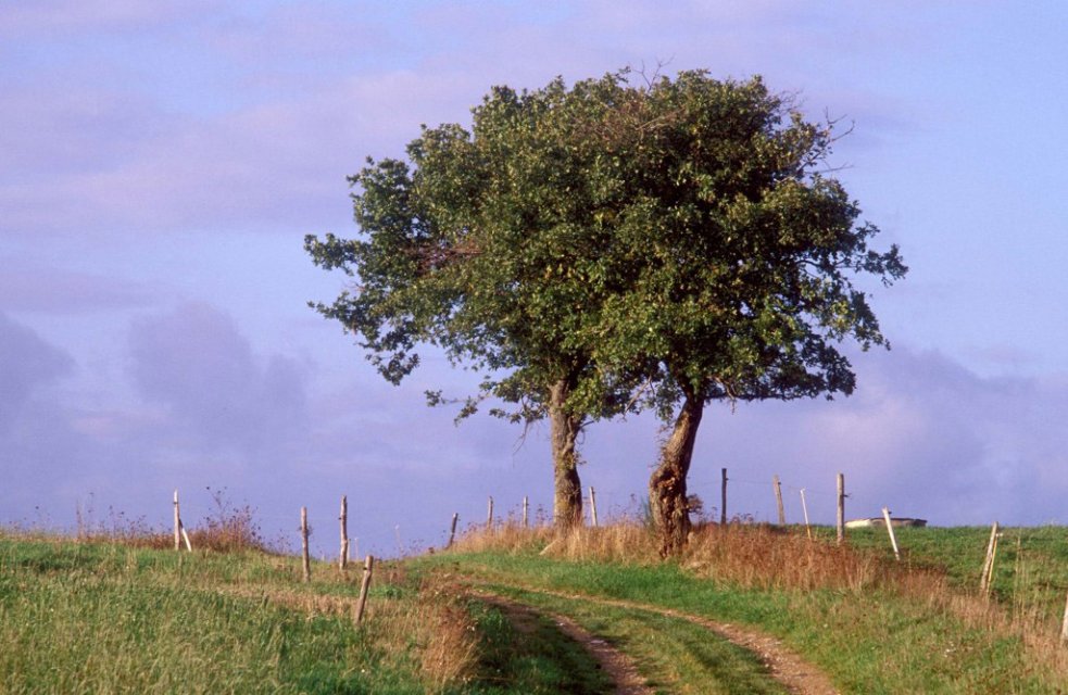 Randonnée Creuse - Randonnée Limousin ©P.Desheraud